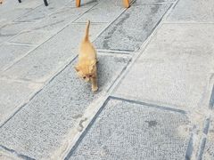 -知亘茶食