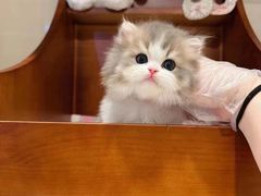 -十月米努特矮脚猫舍