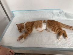 -灵美宠物诊所