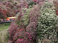 -贵州百里杜鹃风景名胜区