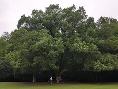 -灵谷景区