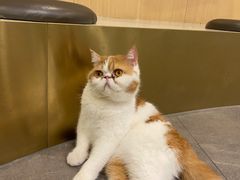 -飞行喵MR PILOT|猫舍·猫咖(静安大融城店)