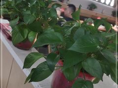 -杨翔豆皮涮牛肚(万和城店)