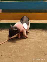 -上美四季动物农场