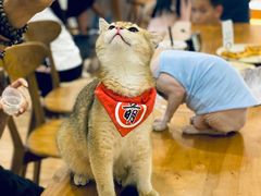 -猫小主咖啡·猫咖cat cafe(福田店)