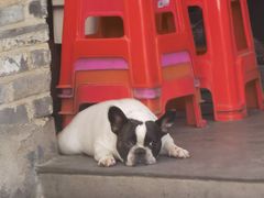 -顺德哥卜卜贝(旗舰店)