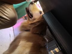 -百好乐宠物友好餐厅(朝外大街店)