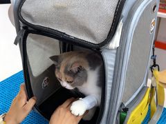 -小猫来了·猫咪专售(红山六九七九店)