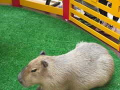 -麦当劳(新世纪环球中心店)