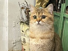 -共舞时光猫咖·狗咖(新街口店)