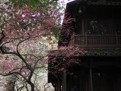 -杭州植物园