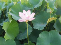 -梁鸿国家湿地公园