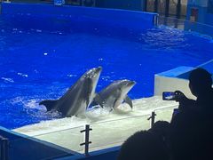 -石家庄极地海洋世界