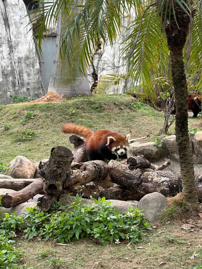 十多个人还有专车接送 里面有很多动物有几种大型动物白虎还有狗熊