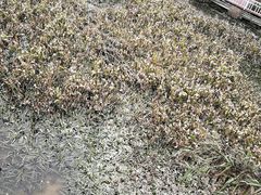 -三圣花乡旅游区