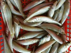 -龙溪海鲜酒家(溪涌店)