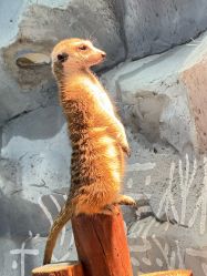 -Zoolung Zoolung动物主题公园(海信广场店)