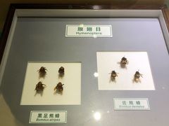-上海昆虫博物馆