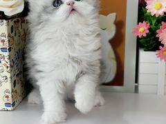 -小猫来了·猫舍(红山六九七九店)
