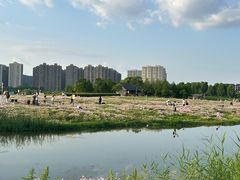 -洋湖国家湿地公园