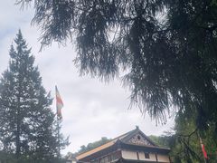 -天目山大树王景区