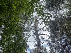 -五营红松林海景区