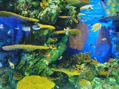 -上海海洋水族馆