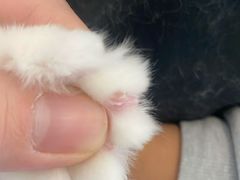 -瑞派旺宝宠物医院·犬猫全科综合·尿道专科(莲兴院)