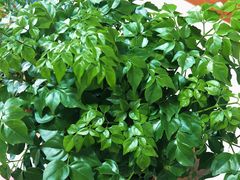 -中环花鸟鱼虫市场