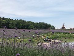 -大塘金香草谷
