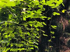-龙窝子