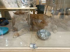 -藏猫猫咖啡主题馆(中央大道店)