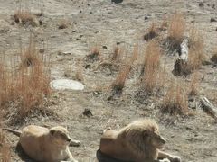 -新疆天山野生动物园