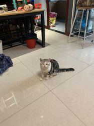 -众刺纹画·纹身·穿孔饰品·海娜定制