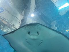 -合肥海洋世界