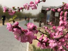 -永定河休闲森林公园