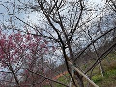 -天适樱花悠乐园