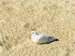 -海云台海滩
