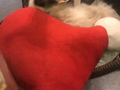 -猫色咖啡·猫咖