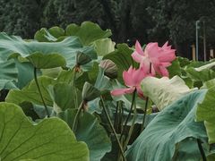 -翠湖公园