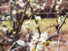 -蜀冈西峰生态公园