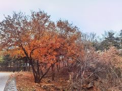 -北京西山国家森林公园