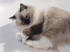 -三花喵·撸猫购宠·宠物生活馆(虹桥南丰城店)