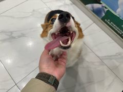 -艾吉宠物医院·疑难杂症转诊中心·猫友好(碧江路院)