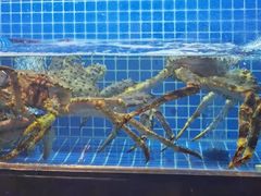 -虾佬圣汤·海鲜姿造(乐堤港店)