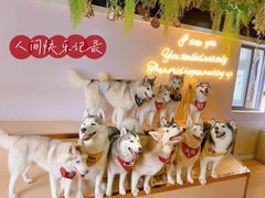 -Husky Go! 哈士奇体验馆·宠物咖啡厅狗咖