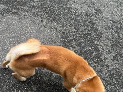 -PETKIT 小佩宠物·低压洗护·美容·寄养(安远店)