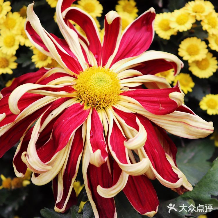 ️周三，午安！ 喜欢秋高气爽的季节  阳光明媚