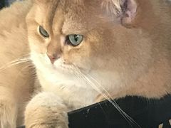 -东方名猫馆·英短金渐层布偶猫舍(环线广场1号楼店)