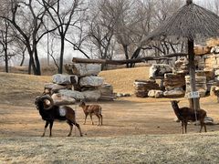 -北京野生动物园